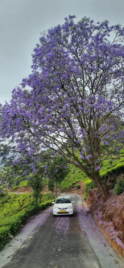 The Chill Ooty Taxi - Call Taxi in Ooty | Cab service in ooty business photograph