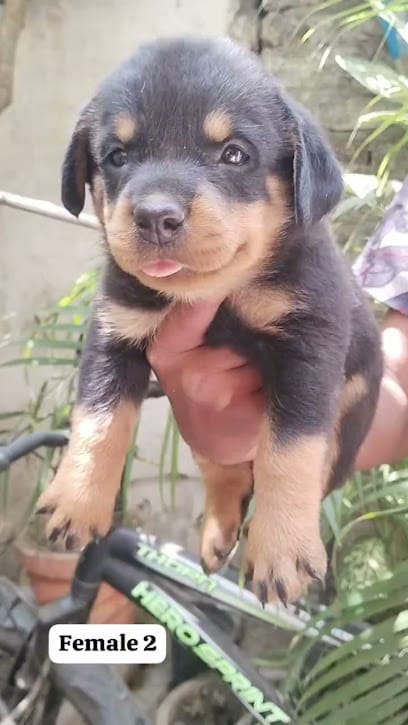 24 Hour Rabbit Breeder| Rabbit Shop| Pet Shop in Nagpur business photograph