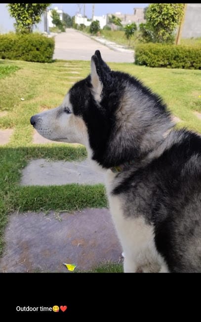 Imperial dog hostel & boarding business photograph