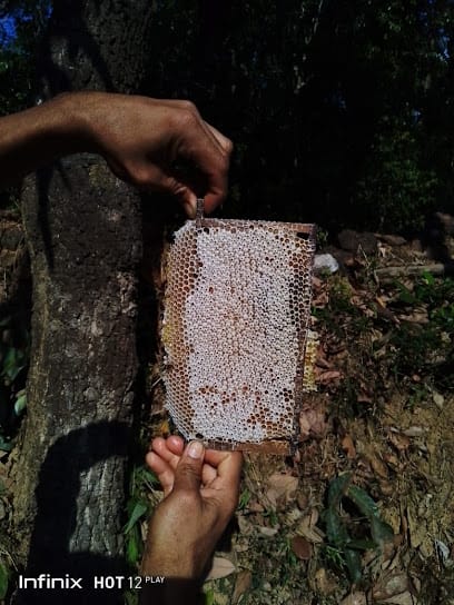 Parva Honey Bee Farm business photograph