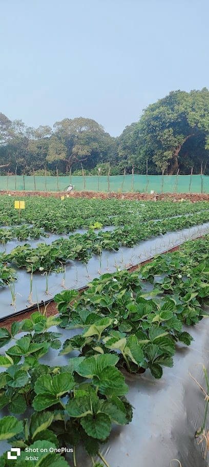 Aarma strawberry farm mahabaleshwar business photograph