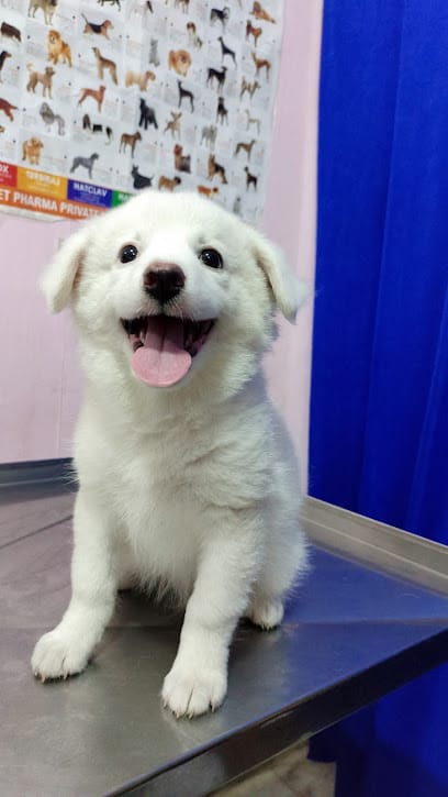 B2Vet Pet Hospital business photograph