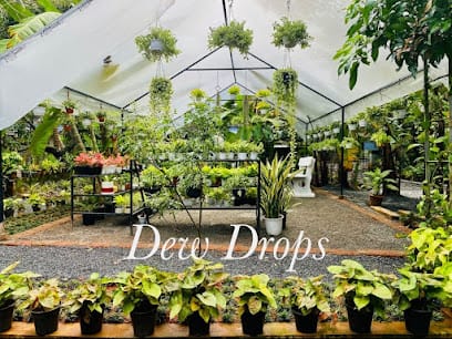 Dew Drops "The Gardener's Bliss" business photograph