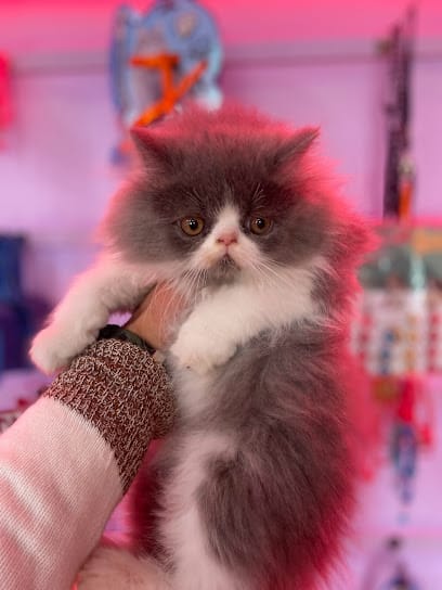 Happy paws pet shop business photograph