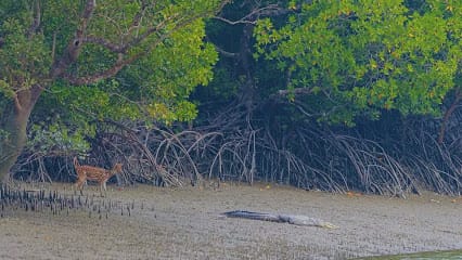 Sundarban Matla Tourism business photograph