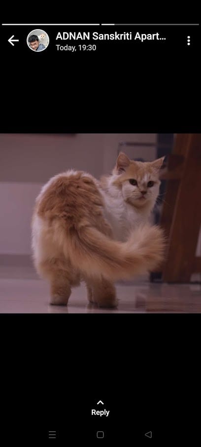 Healthy Pet Care Clinic/Dog Clinic / Private Pet Clinic Ranchi/Vet Clinic/Animal Hospital business photograph