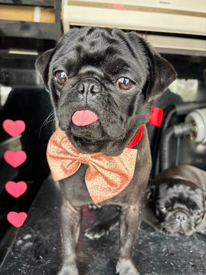 FurSure | Pet Mobile Grooming Vans business photograph