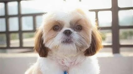 Doggy and cat care clinics business photograph