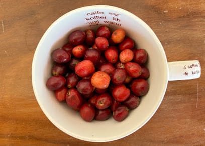 Crazy Bean Company business photograph