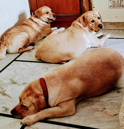 Paws Day Outing business photograph