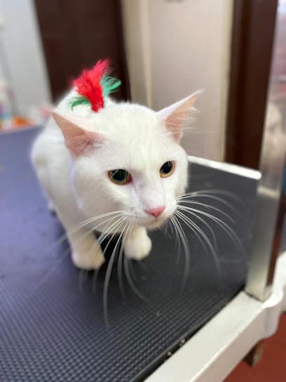 Bubbles Pet Spa Mangalore - Pet Grooming, Pet Store, Pet Clinic business photograph