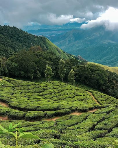 Munnar Travel Planners business photograph