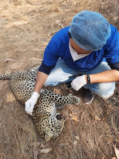 Sai Pet Clinic ( Dr Thakur's) business photograph