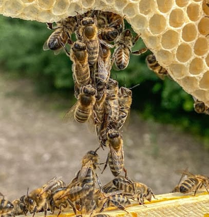 The Great Honey Company business photograph