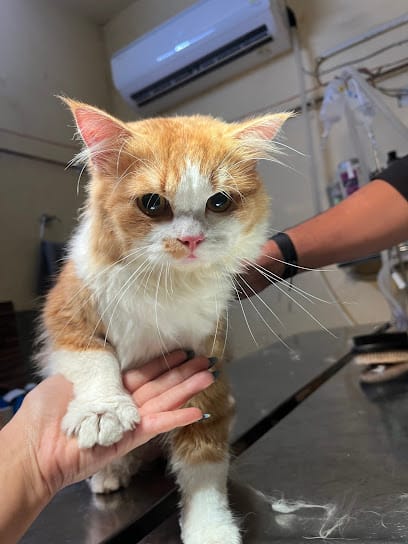 Dr. Vyas Pet Clinic & Diagnostic Centre | Best Pet Clinic in Dehradun business photograph