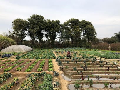 Krishi Cress business photograph