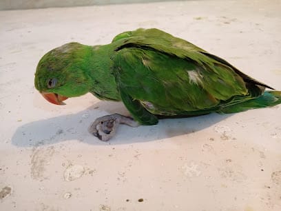 Pets & Poultry Care Clinic - Best Pet Clinic | Veterinary Doctor in Kidwai Nagar,Kanpur. business photograph