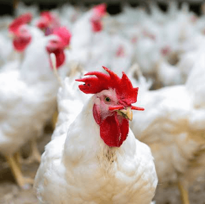 Anamta chicken street vendor business photograph