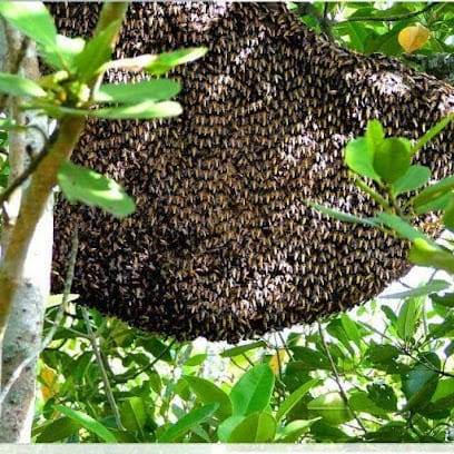 Sundarban Honey business photograph