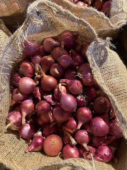 F.F Nasik Onion Supplier business photograph