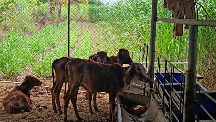 Mauli gosavardhan organic farm business photograph