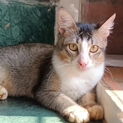 Petvengerss business photograph