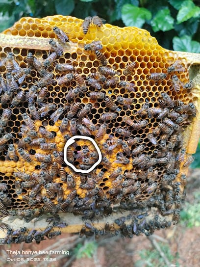Theja honey bee farming business photograph