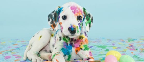 DR.JANAK RAVAL'S PET CLINIC business photograph