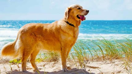 Pet Clinic Vetpets business photograph