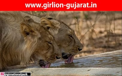 Gir National Park business photograph