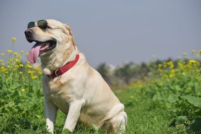 TARZOO PET CARE business photograph