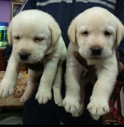 TIGER - THE PET SHOP business photograph