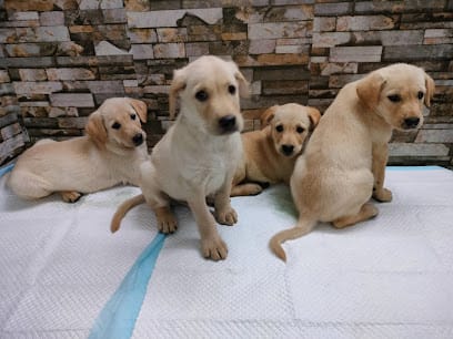 North Paws Pet Clinic business photograph