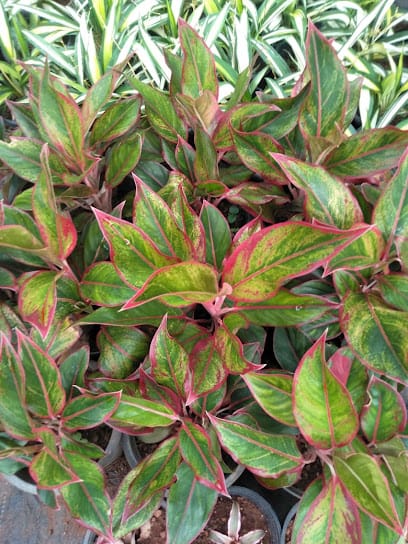 Greenery Ochards & Nurseries business photograph