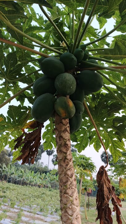 Vijayadurga goo adharitha natural farming centre business photograph