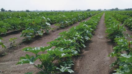 Patel Organic Farm business photograph