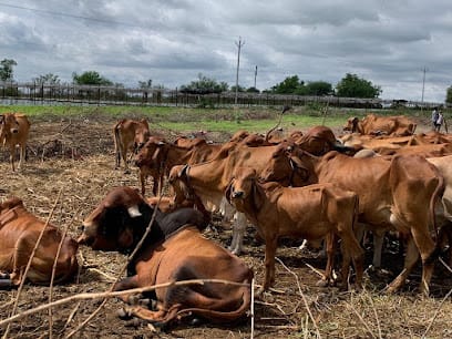 Farm to Mom Natural Products - A2 Gir Cow Milk Company business photograph