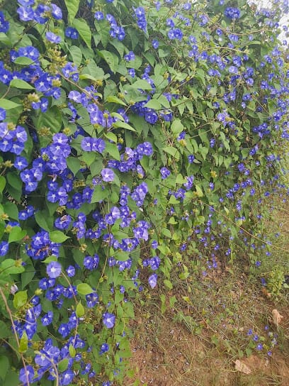 Balaji nursery business photograph