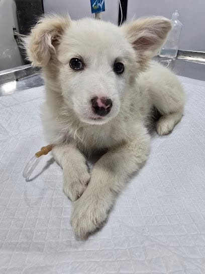 Tail Tales Animal Healthcare Pet clinics - Best Pet Clinic in Nagpur | Animal Hospital | Pet Clinic Near Me in Nagpur business photograph