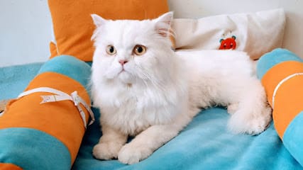 Pet Zone Kashmir business photograph