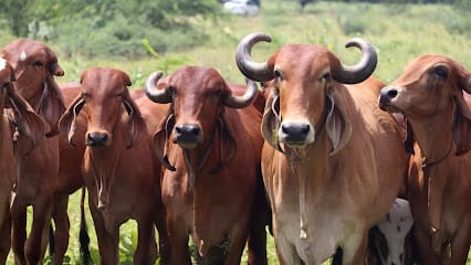 Gokul Milk – Gir Cow A2 Milk, Pure Cow Milk, A2 Gir Cow Ghee, Organic Ghee, Desi Cow Ghee, A2 Cow Milk business photograph