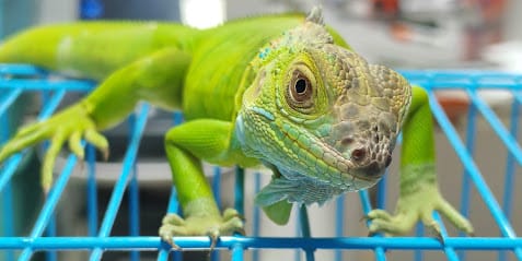 Dr. Sunetra's PetVet Veterinary Clinic - Exotic Pets business photograph