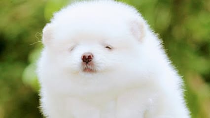 Pet & Pets business photograph