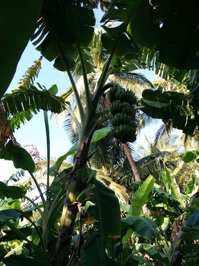 Kedia Organic Agro Farms ( Girgaon) business photograph
