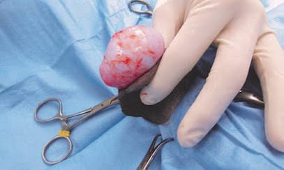 Chitransh pet clinic business photograph