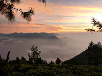 Amazing Munnar Tourism business photograph