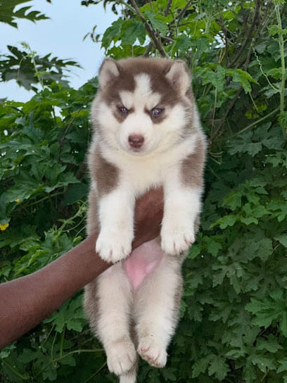 Petlovish business photograph