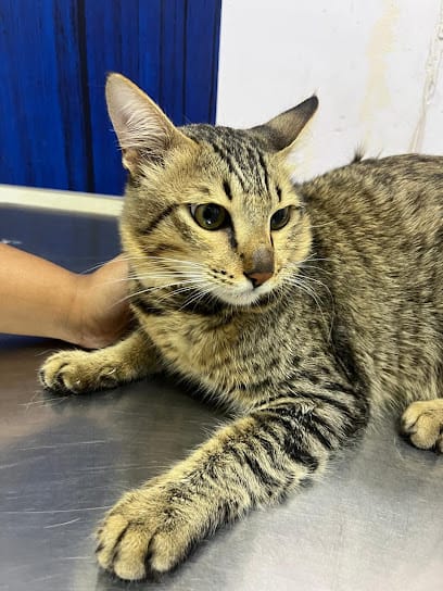 Shwana Pet Clinic business photograph