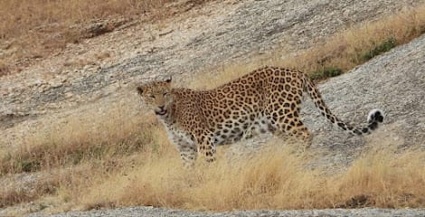 Kumbhalgarh Jungle Safari business photograph