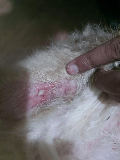 Tarini Vet Clinic business photograph